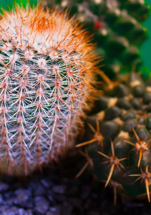 Флорариум - капля с кактусами