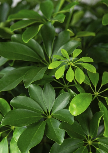 Шеффлера Компакта бранч 40/140 см в RONDO 40 Шеффлера Компакта бранч 40/140 см в RONDO 40