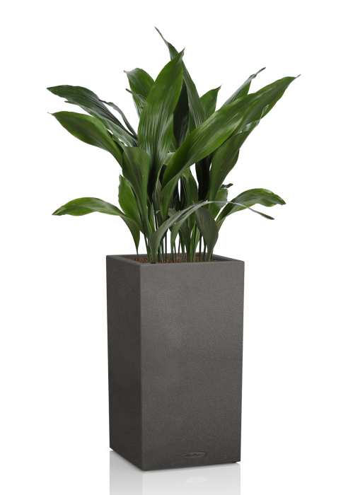 Аспидистра в CANTO Stone high 30, Графитовый черный