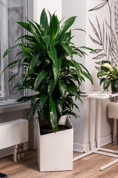 Драцена Джанет Крейг бранч в CURSIVO 30 Драцена Джанет Крейг бранч в CURSIVO 30