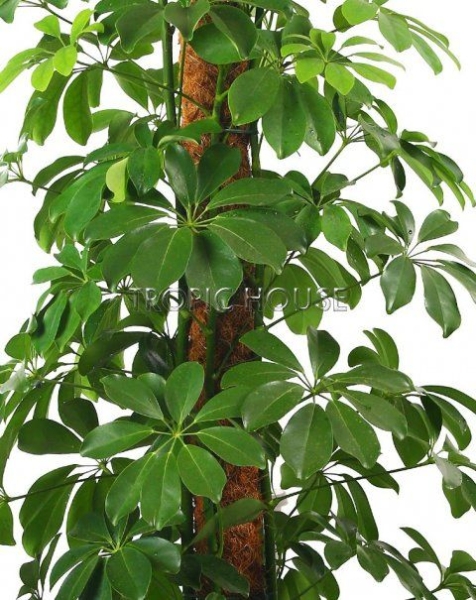 Шеффлера Компакта переплетенная 27/120 см