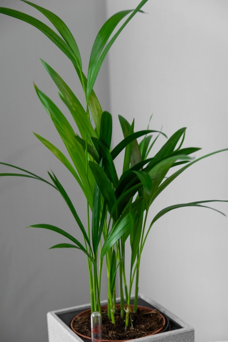 Хризалидокарпус в CANTO STONE 14