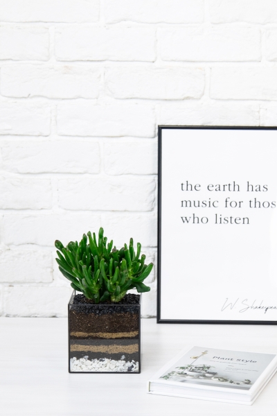 Флорариум с Крассулой Хоббит 25 см в кубе Флорариум с Крассулой Хоббит 25 см в кубе