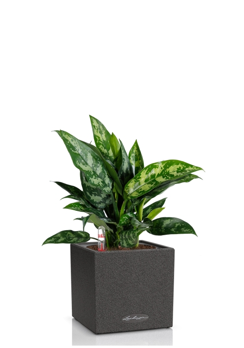 Аглаонема Мария в CANTO STONE 14, графитовый черный