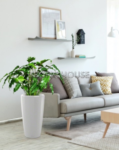 Филодендрон Ксанаду в RONDO 32 Филодендрон Ксанаду в RONDO 32