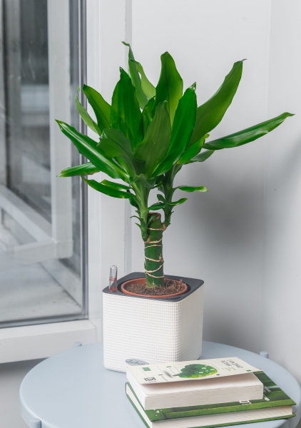 Драцена Джанет Линд 1 ствол 12/40 см