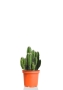 Кактус Цереус Флорида 9/20 см