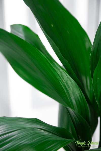 Аспидистра Элатиор 13/50 см