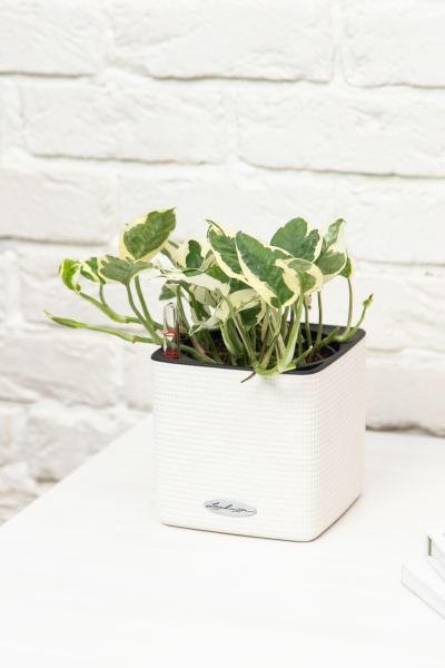 Эпипремнум Энджой в CUBE COLOR 14