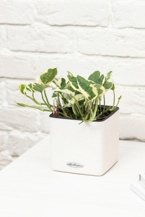 Эпипремнум Энджой в CUBE COLOR 14