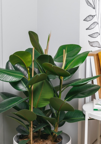 Фикус Эластика Робуста 3 ствола 27/90 см