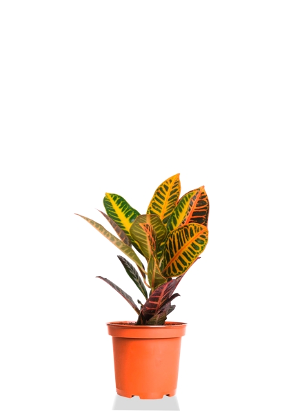 Кодиеум микс мини 13/30 см