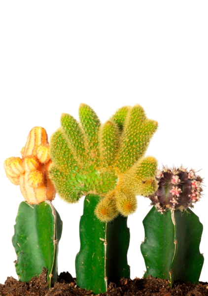 Кактус Гимнокалициум микс 9/20 см