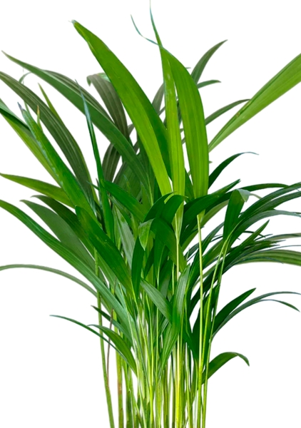 Хризалидокарпус Арека 14/60 в CLASSICO 18