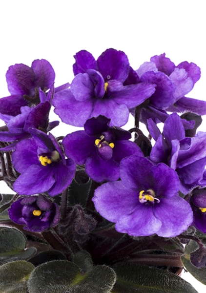 Фиалка в CUBE COLOR 14