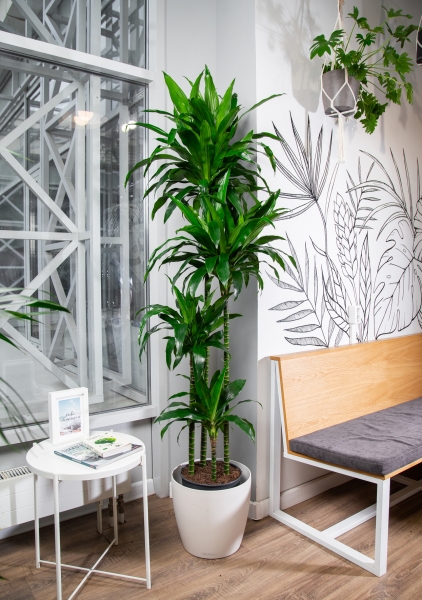 Драцена Джанет Крейг 4 ствола 27/190 см