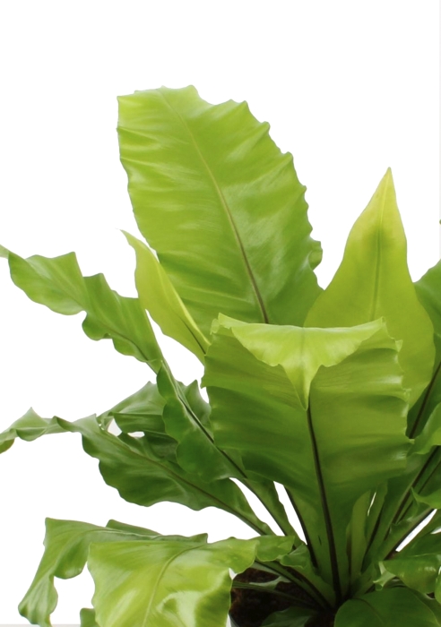 Асплениум Нидус в CLASSICO LS 21