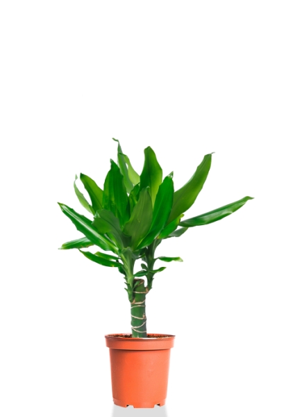 Драцена Джанет Линд 1 ствол 12/40 см