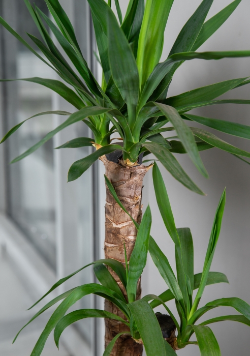 Юкка в CLASSICO LS 21