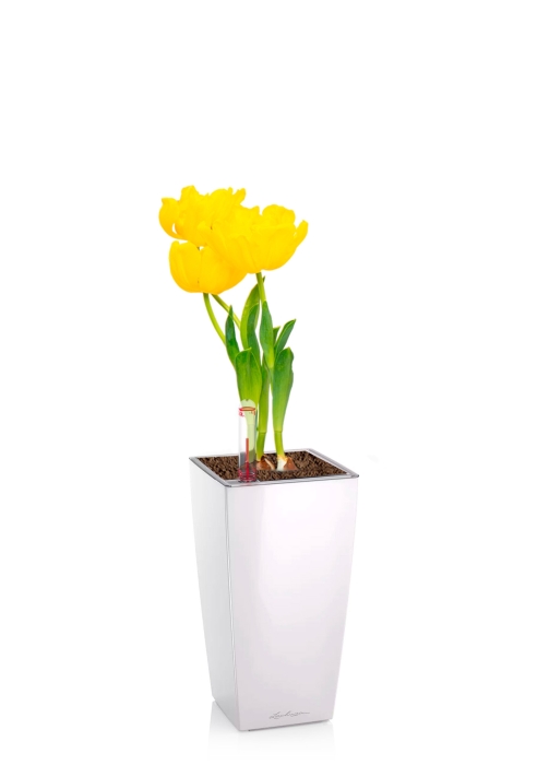 Тюльпан 7/15 см в MINI CUBI, белый блестящий