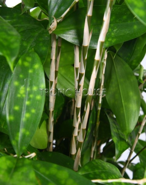 Драцена Суркулоза 24/100 см