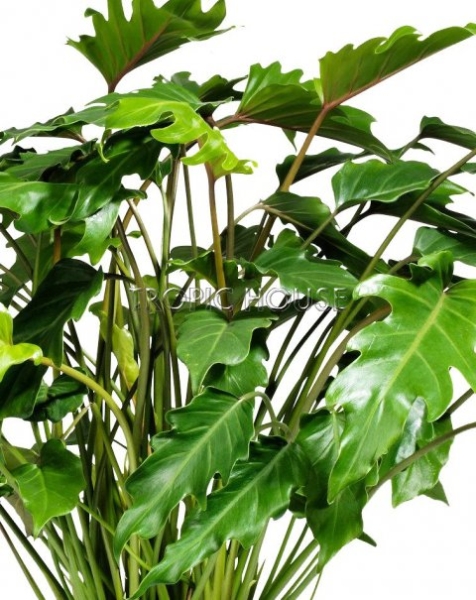 Филодендрон Ксанаду 27/70 см Филодендрон Ксанаду 27/70 см