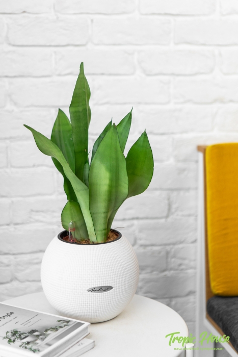 Сансевиерия Муншайн в PURO 20
