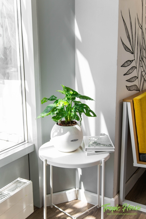 Монстера Манки в PURO 20