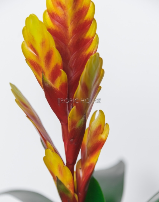 Вриезия желтая в PURO 20