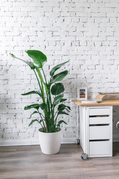 Стрелиция Николай 27/160 см