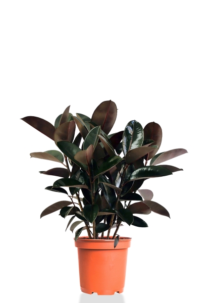 Фикус Эластика Абиджан бранч 30/70 см