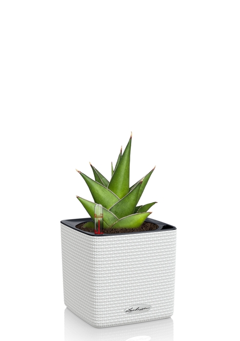 Сансевиерия Аббей Краун в CUBE 14, белый