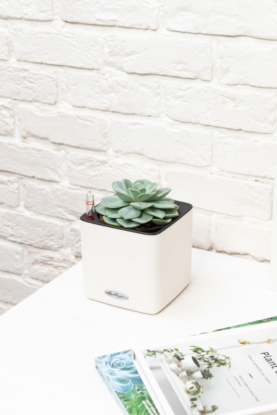 Эхеверия Лилацина 12/20 см в CUBE COLOR 14