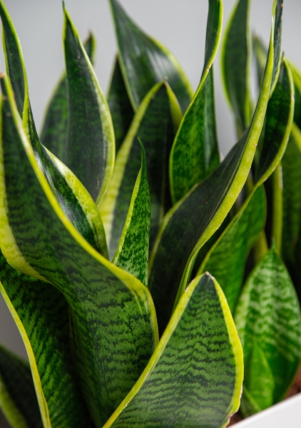 Сансевиерия Лауренти в DELTA 20