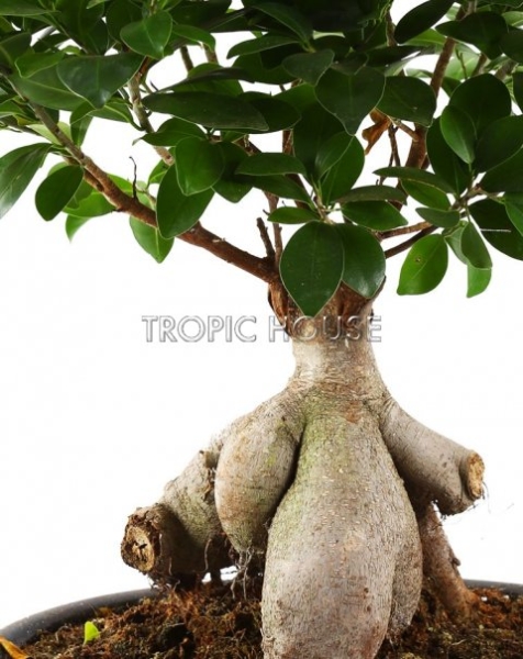 Фикус Бонсай в керамике 21/45 см Фикус Бонсай в керамике 21/45 см