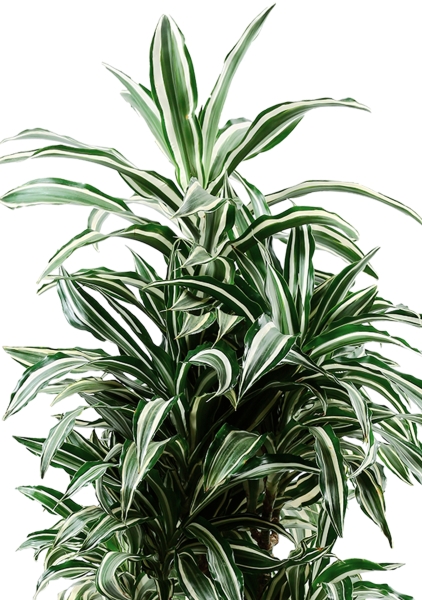 Драцена Варнески бранч 27/130 см в CLASSICO LS 35 Драцена Варнески бранч 27/130 см в CLASSICO LS 35