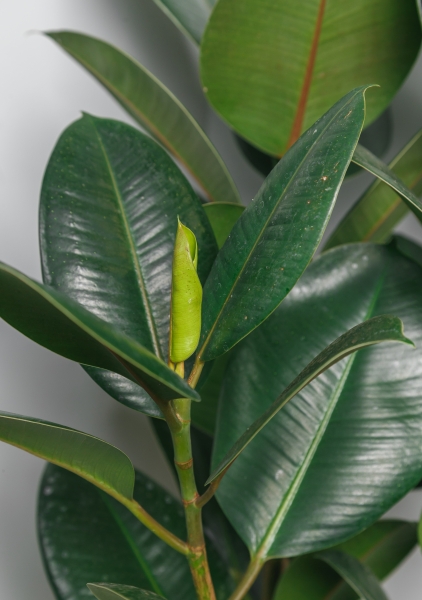 Фикус Эластика 21/55 см Фикус Эластика 21/55 см