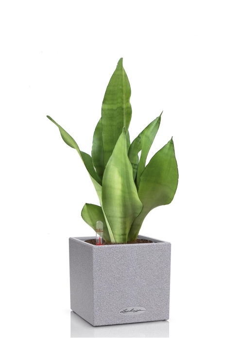 Сансевиерия Муншайн в CANTO STONE 14, серый камень