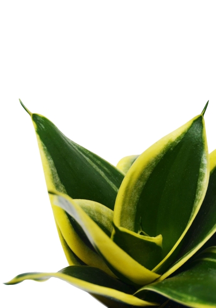 Сансевиерия Блэк Стар 9/20 см Сансевиерия Блэк Стар 9/20 см