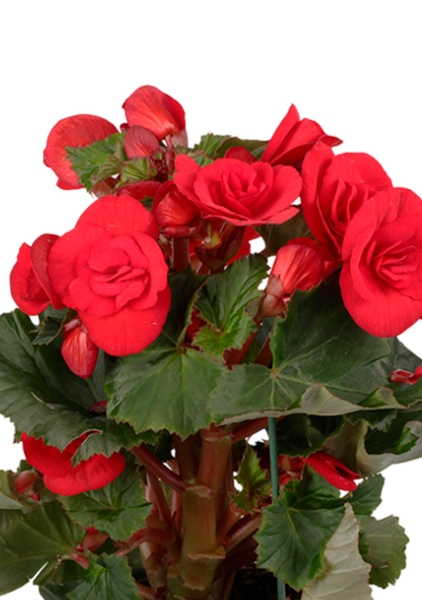 Бегония Баладин красная 14/30 см в CUBE GLOSSY 16