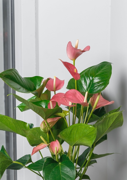 Антуриум Андрианум розовый 17/60 см