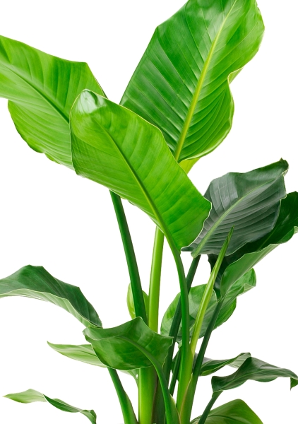 Стрелиция Николай 17/60 в CLASSICO LS 21