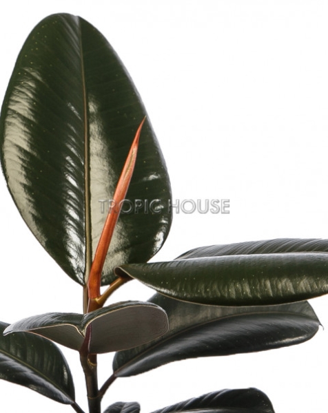 Фикус Эластика в CUBE GLOSSY 14