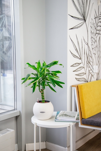 Драцена Голден Кост 1 ствол 12/40 см