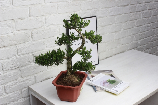 Бонсай Самшит 22/50 см в CLASSICO LS 28