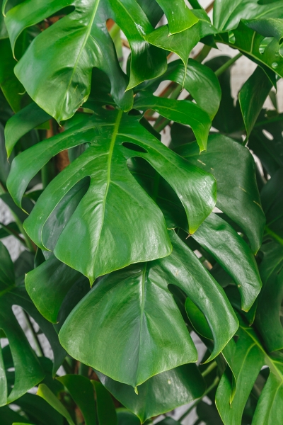 Монстера на опоре 35/180 см