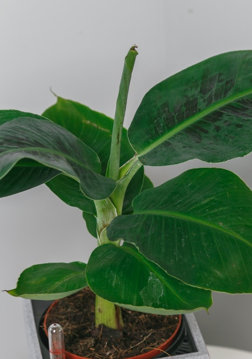 Банан в CANTO STONE 14