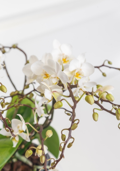 Фаленопсис мини белый в PURO 20 Фаленопсис мини белый в PURO 20