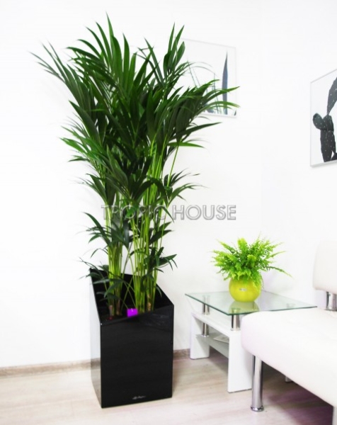 Ховея Кентия 31/220 см