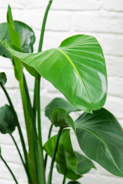 Стрелиция Николай 21/100 в CUBICO COLOR 30